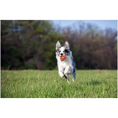 Collar Liker Cord 5 Ufak Irk ve Yavru Köpek Oyuncağı 5 Cm