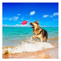 Collar PitchDog Dental Top Köpek Oyuncağı Pembe 14 Cm