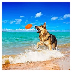 Collar PitchDog Dental Top Köpek Oyuncağı Turuncu 14 Cm