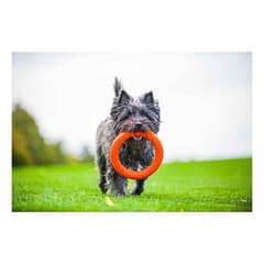 CollarCollar PitchDog Plastik Halka Köpek Oyuncağı Mavi 20 Cm