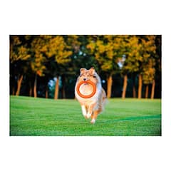 PitchDog30, fetch ring (diameter 28 cm) orange