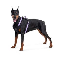 Collar Waudog Fosforlu ve QR Pasaportlu Köpek Göğüs Tasması S Mor 20mm