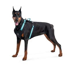 CollarCollar Waudog Fosforlu ve QR Pasaportlu Köpek Göğüs Tasması L Mavi 25mm