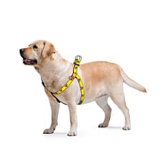 WAUDOG Nylon dog harness with QR passport