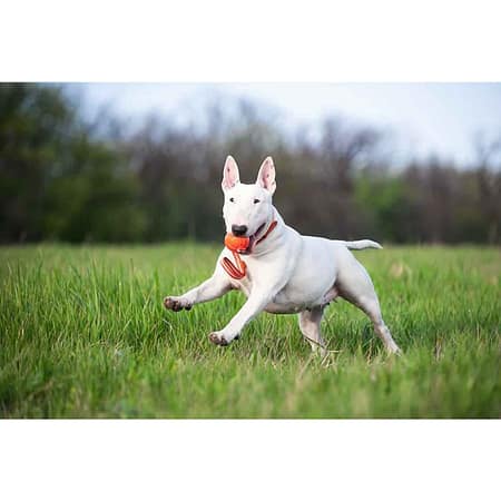 Collar Liker Line 5 Ufak Irk ve Yavru Köpek Oyuncağı 5 Cm