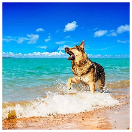 Collar PitchDog Dental Top Köpek Oyuncağı Mavi 14 Cm