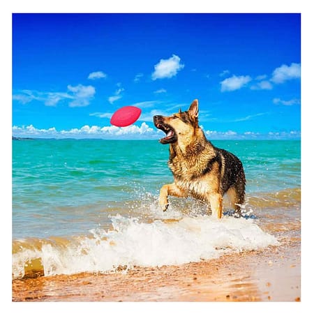 Collar PitchDog Dental Top Köpek Oyuncağı Pembe 14 Cm