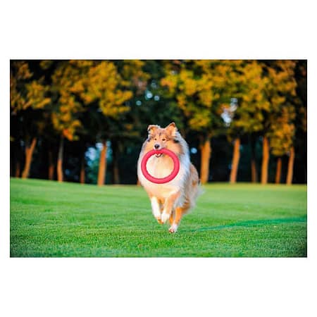 Collar PitchDog Plastik Halka Köpek Oyuncağı Pembe 28 Cm