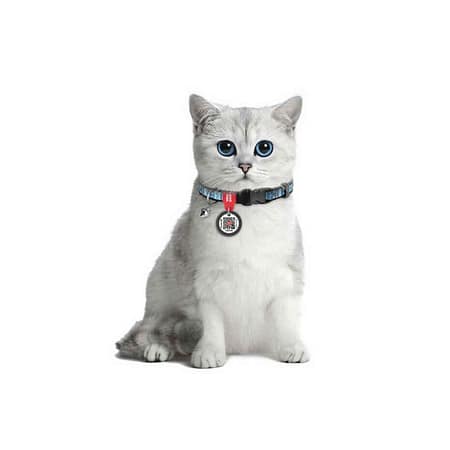 Collar QR Pasaportlu Kedi Boyun Tasması