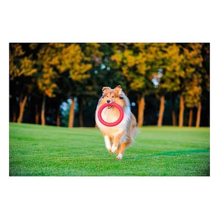 CollarCollar PitchDog Plastik Halka Köpek Oyuncağı Mavi 20 Cm