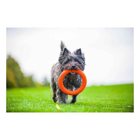 CollarCollar PitchDog Plastik Halka Köpek Oyuncağı Mavi 20 Cm