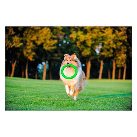 Collar PitchDog Plastik Halka Köpek Oyuncağı Turuncu 17 Cm