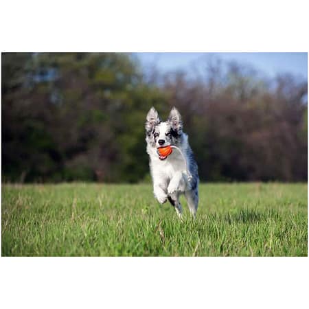 Collar Liker Cord 5 Ufak Irk ve Yavru Köpek Oyuncağı 5 Cm