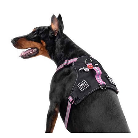 Collar Waudog Fosforlu ve QR Pasaportlu Köpek Göğüs Tasması L Mor 25mm