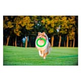 Collar PitchDog Plastik Halka Köpek Oyuncağı Turuncu 17 Cm