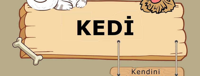 Ataşehir Petshop Kedi